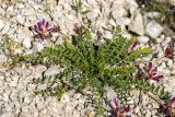 Astragalus buschiorum. Цветущее растение. Дагестан, Казбековский р-н, окр. села Ново-Зубутли, каменистая осыпь. 27.04.2026.