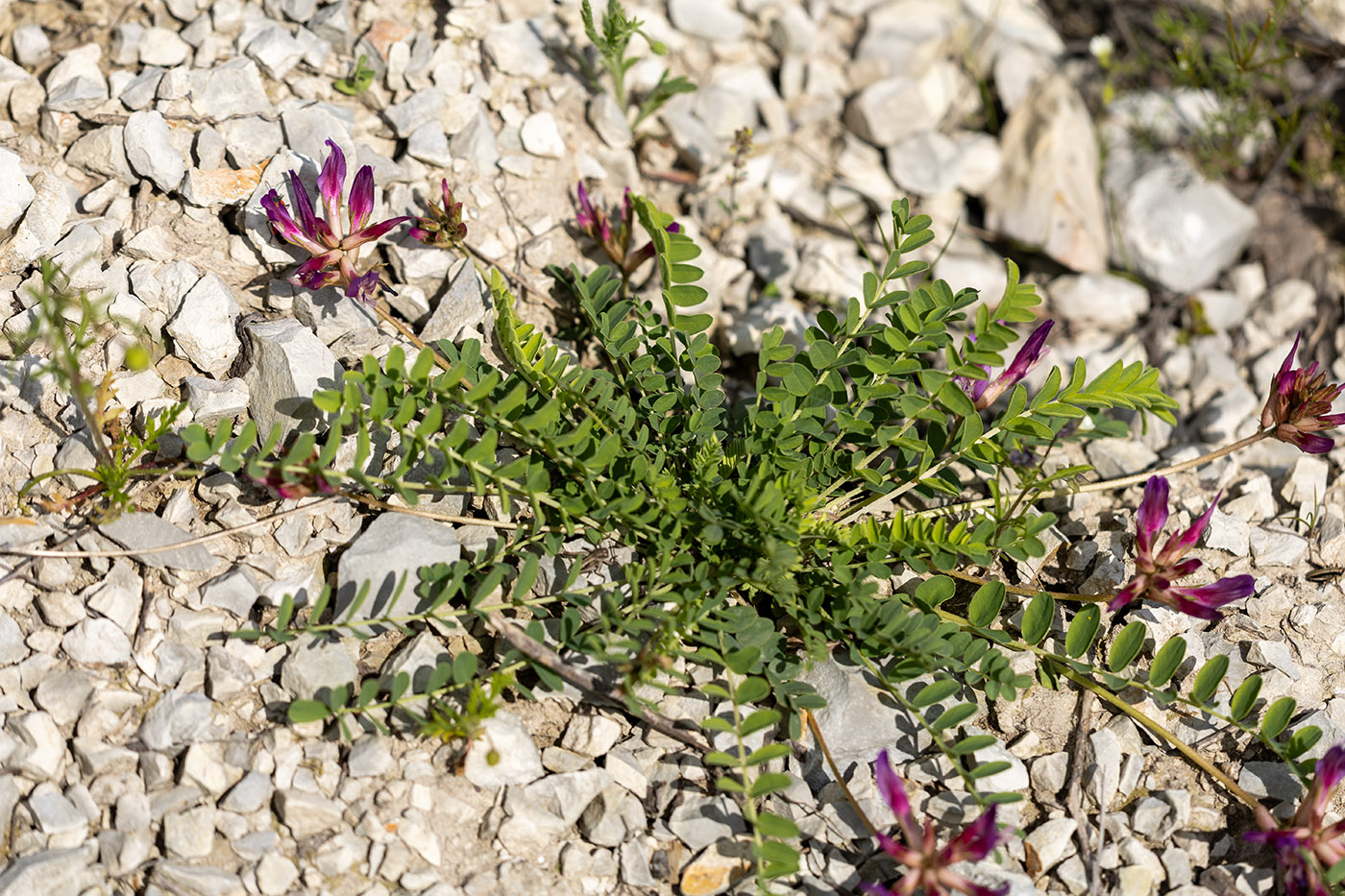 Изображение особи Astragalus buschiorum.