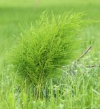 Asparagus schoberioides. Растения в фазе бутонизации. Приморский край, Ханкайский р-н, окр. с. Новониколаевка, западный берег оз. Ханка между мысами Девичьи Пески и Рисовый, на лугу. 26.05.2026.
