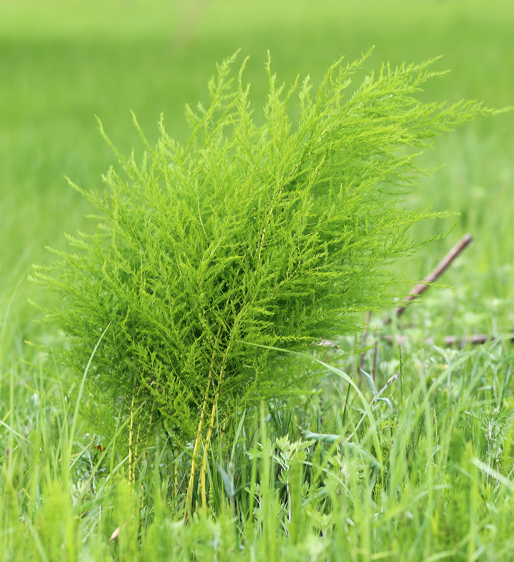 Image of Asparagus schoberioides specimen.