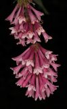 genus Syringa. Часть соцветия. Санкт-Петербург, парк Ботанического сада БИН РАН, в культуре. 06.06.2026.