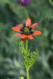 genus Adonis. Верхушка цветущего растения. Грузия, край Самцхе-Джавахети, окраина с. Тмогви, окр. южного берега оз. Цунда, горная степь. 6 июня 2026 г.