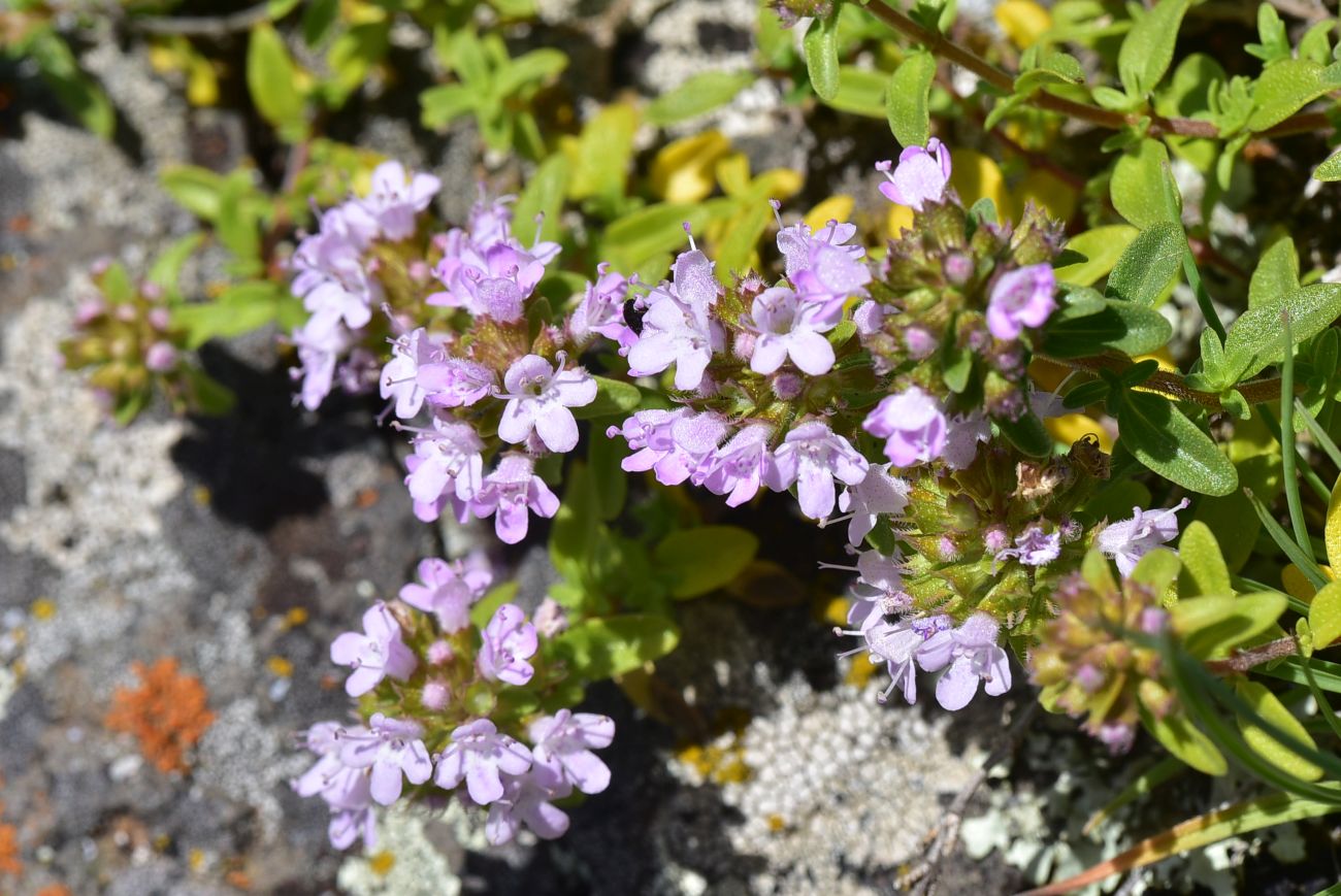 Image of genus Thymus specimen.