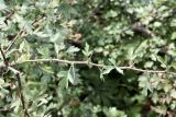 Crataegus songarica. Часть одногодичного побега с характерным опушением и крупными колючками. Верхушка побега с листьями. Кыргызстан, Джалал-Абадская обл., Сузакский р-н, ЮЗ склон Ферганского хр., ур. Кара-Алма, окр. с. Кара-Алма; берег ручья, впадающего в р. Кара-Алма, орехово-плодовый лес, ≈ 1600 м н.у.м. 12.07.2026.