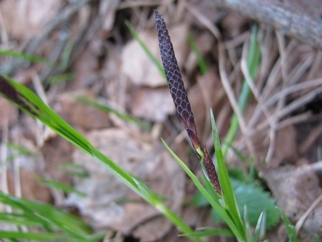 Изображение особи Carex nigra.