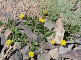 Erigeron cabulicus. Цветущее растение в сообществе с вегетирующим Acantholimon diapensioides. Таджикистан, Горно-Бадахшанская автономная обл., Рушанский р-н, хр. Музкол, окр. Сарезского оз., пик Обзорный, ≈ 4426 м н.у.м., вершина, скопление мелкозёма среди камней. 24 июня 2026 г.