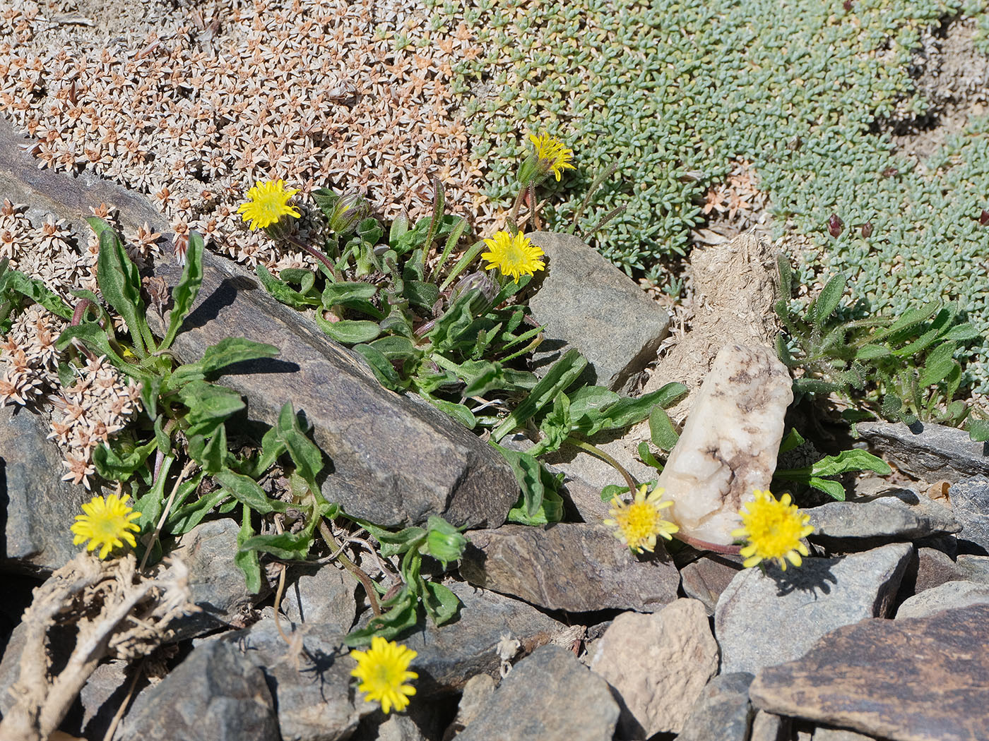Image of Erigeron cabulicus specimen.