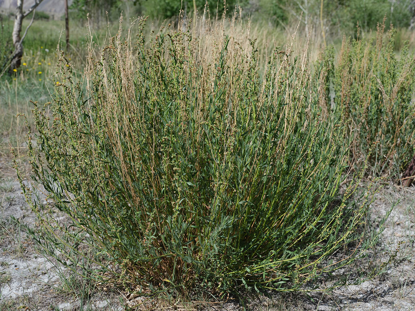 Изображение особи Artemisia pamirica.