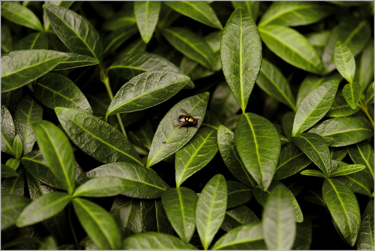 Image of Vinca minor specimen.