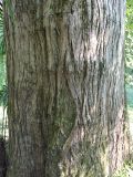 Taxodium distichum. Часть ствола. Абхазия, г. Сухум, Ботанический сад. 13.08.2024.
