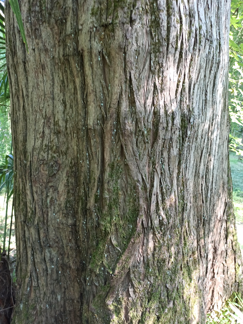 Изображение особи Taxodium distichum.