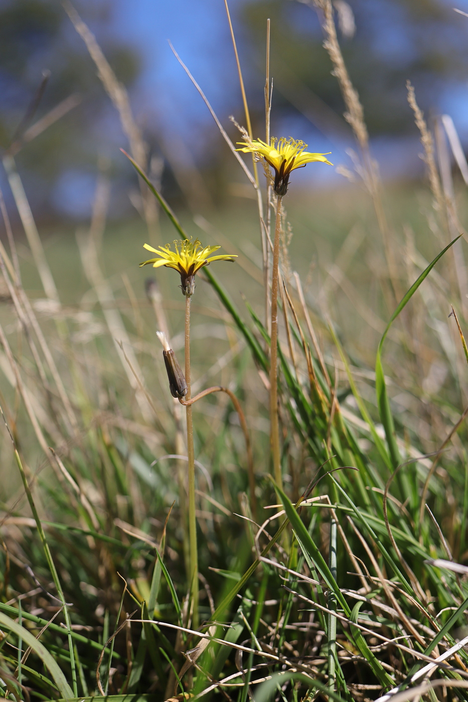 Image of Taraxacum bessarabicum specimen.