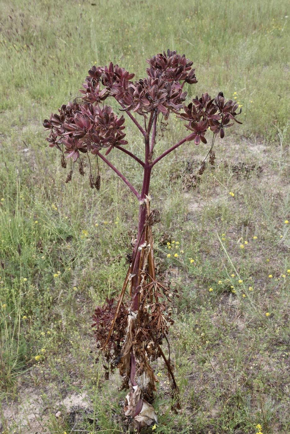 Изображение особи Ferula kuhistanica.