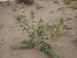 Phlomoides boissieriana