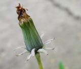 род Taraxacum