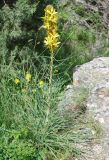 Asphodeline lutea. Цветущее растение. Южный Берег Крыма, пос. Новый Свет, гора Караул-Оба. 06.05.2011.