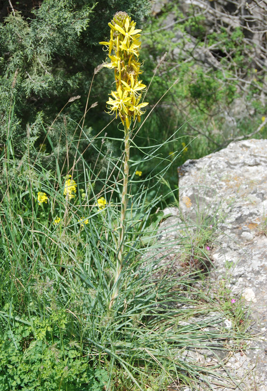 Изображение особи Asphodeline lutea.