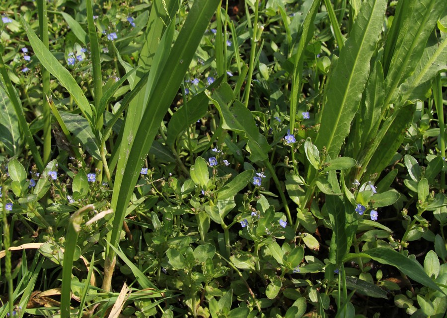 Image of Veronica beccabunga specimen.