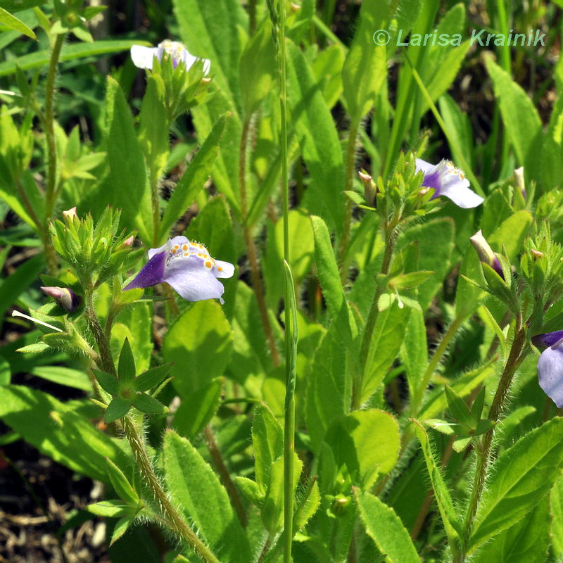 Изображение особи Mazus stachydifolius.