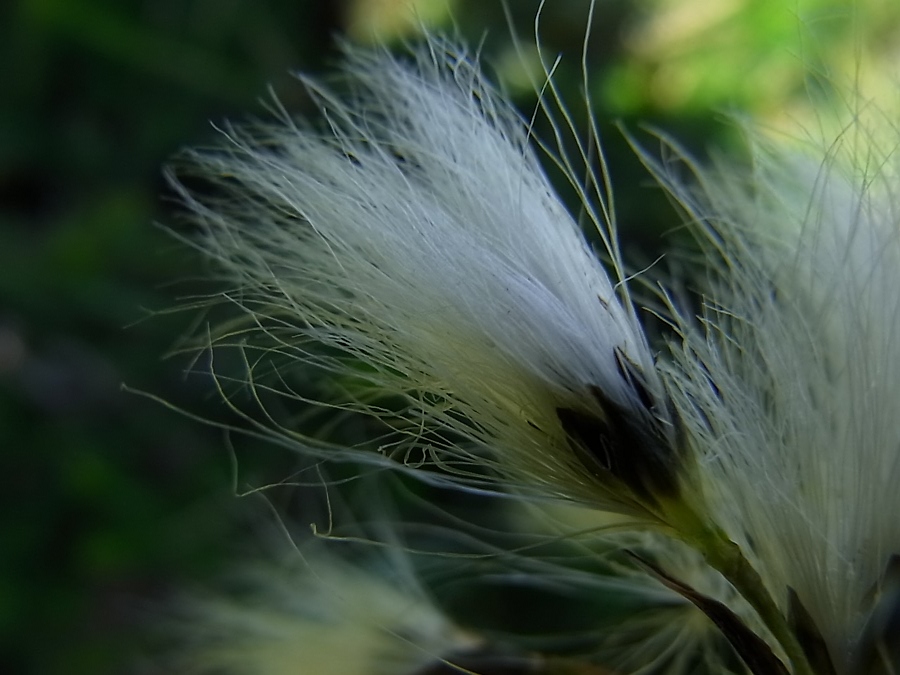 Image of genus Eriophorum specimen.