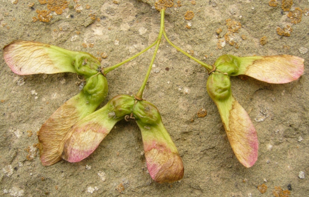 Изображение особи Acer turcomanicum.