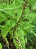 Centaurea salicifolia