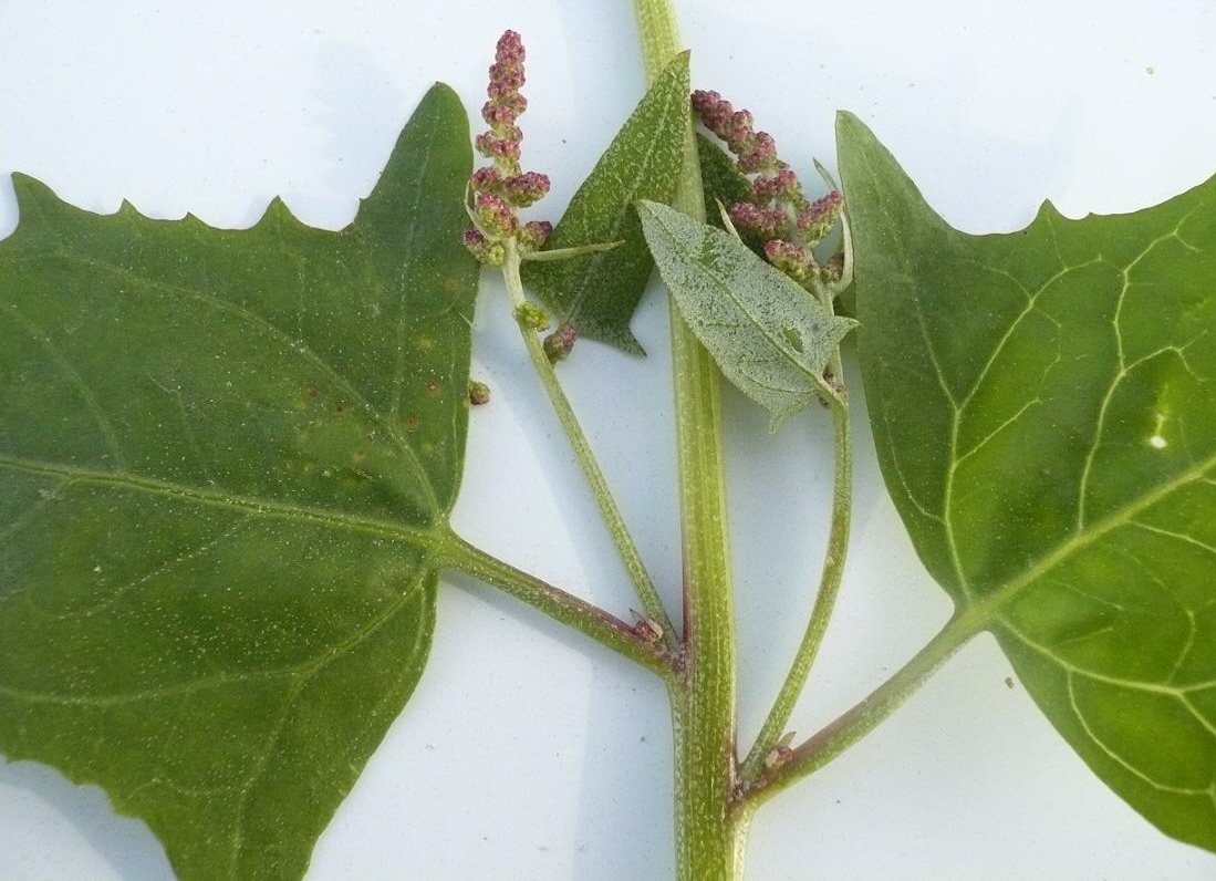 Image of Atriplex prostrata specimen.