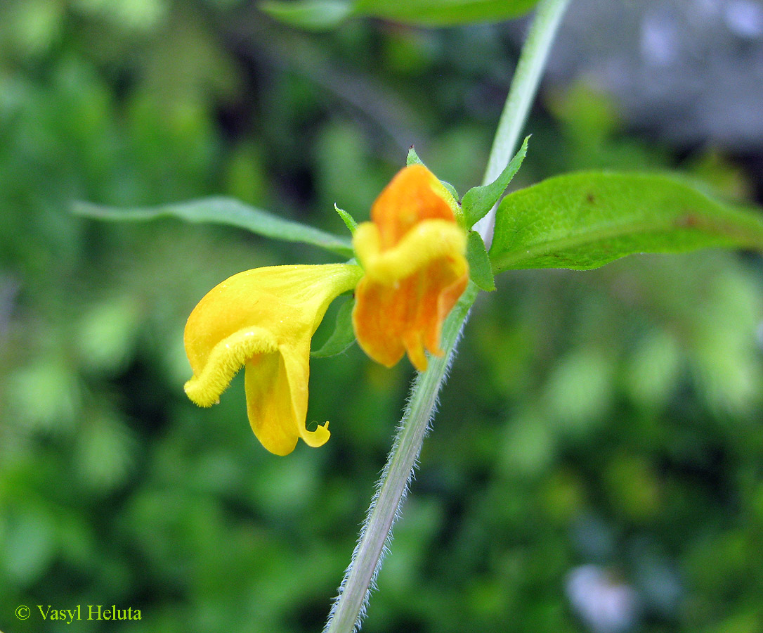 Изображение особи Melampyrum herbichii.