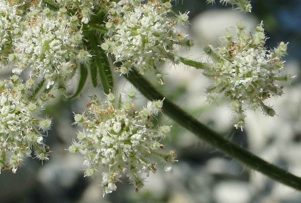 Image of Laserpitium hispidum specimen.