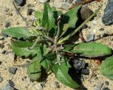 Strigosella trichocarpa