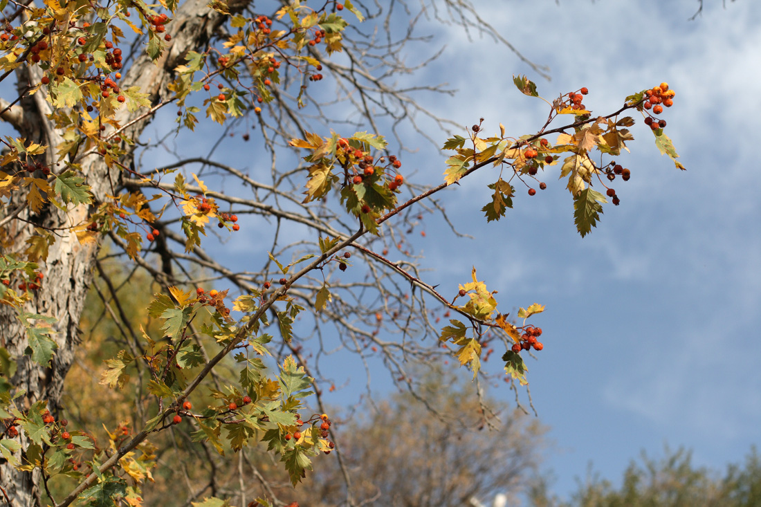 Изображение особи Crataegus korolkowii.