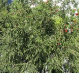 Callistemon citrinus. Крона цветущего дерева. Азербайджан, г. Баку. 30.05.2009.