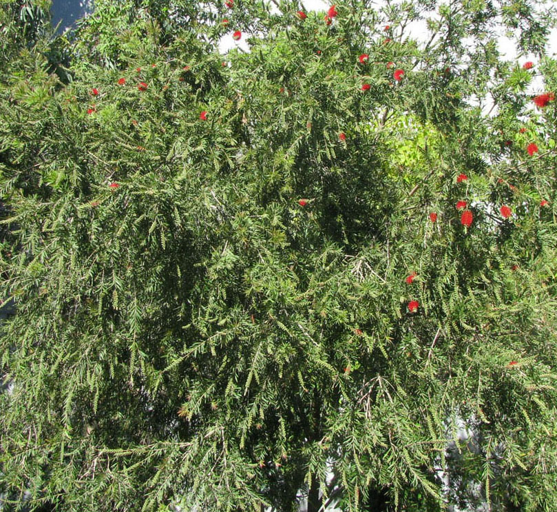 Image of Callistemon citrinus specimen.