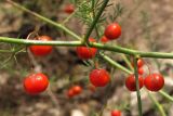 Asparagus litoralis. Часть веточки с плодами. Крым, Севастополь, Инкерман, пустырь. 22 октября 2011 г.