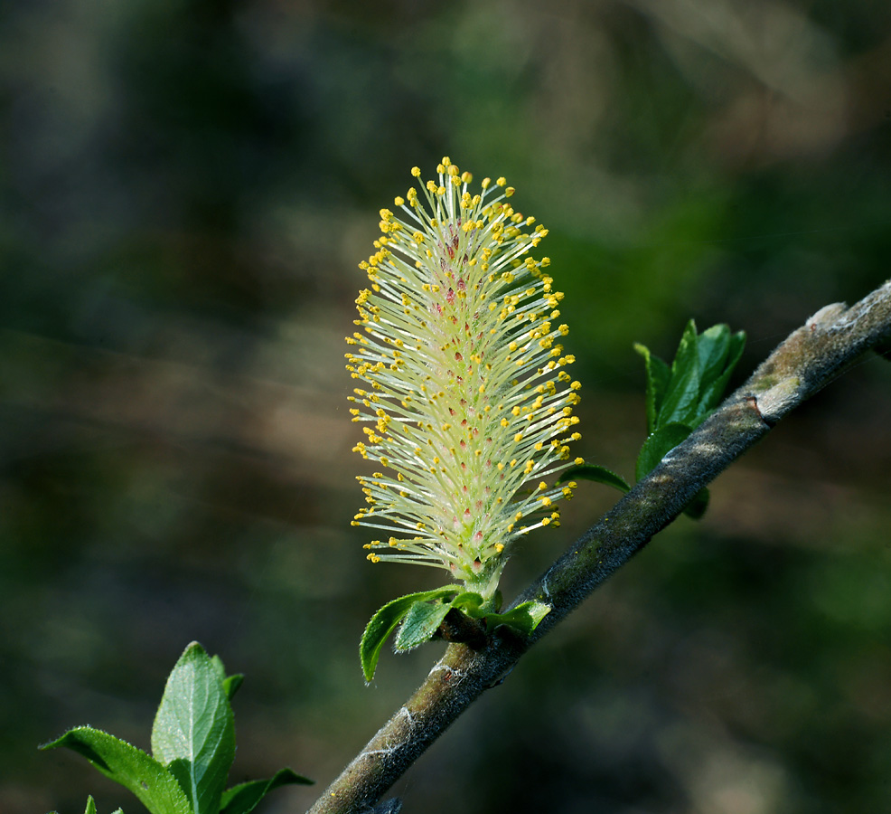 Image of Salix myrsinifolia specimen.