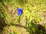 Gentiana pneumonanthe. Верхушка побега с цветком и бутонами. Курская обл., Железногорский р-н, ур. \"Кармановская дача\". 24 июля 2007 г.