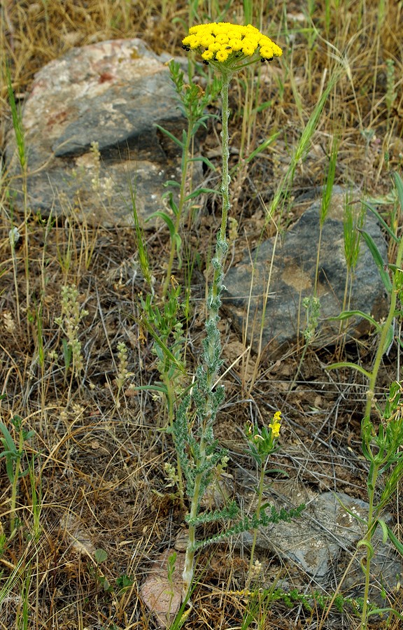 Image of Pseudohandelia umbellifera specimen.