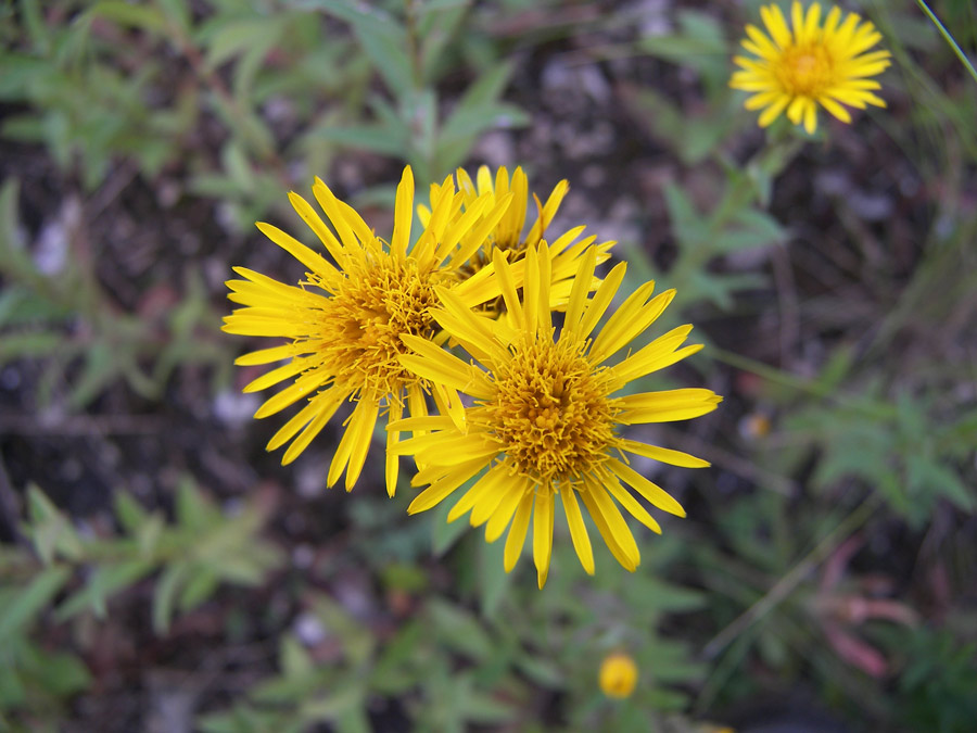 Image of Inula aspera specimen.