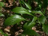 Scorzonera humilis. Прикорневые листья - мясистые, глянцево блестящие, в длину достигают 25 см. Некоторые розетки не имеют цветоносных стеблей. Киев, Святошино, низина возле лесного болота в сосняке, 15 мая 2008 г. Цветоносные стебли уже готовы, но корзинки пока сложены.