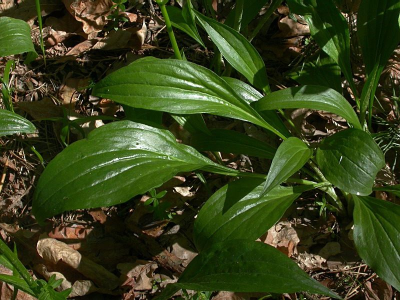 Изображение особи Scorzonera humilis.