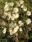 Erigeron acris