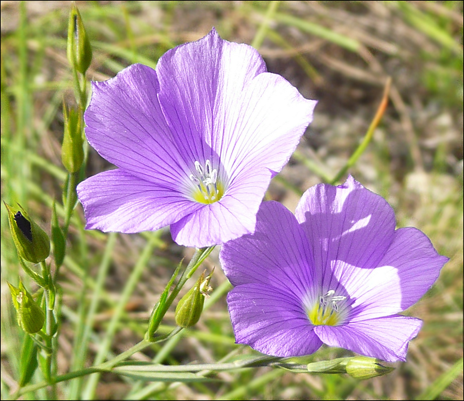 Image of Linum nervosum specimen.