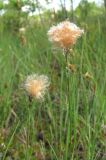 Eriophorum russeolum