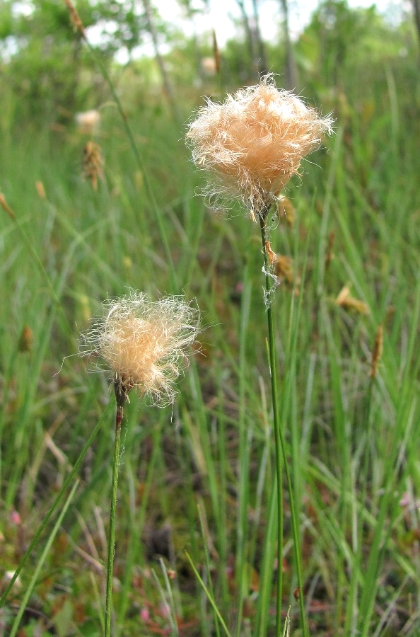 Изображение особи Eriophorum russeolum.