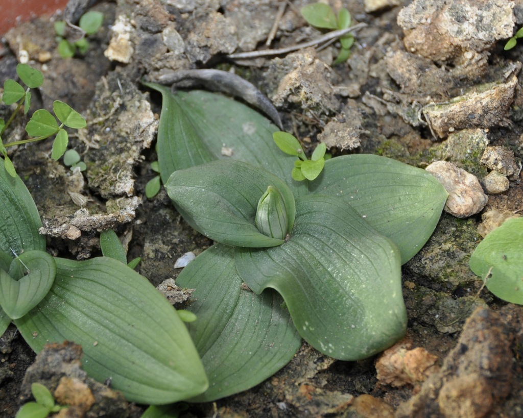 Изображение особи Ophrys lutea ssp. galilaea.