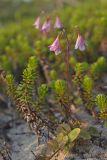 Linnaea borealis
