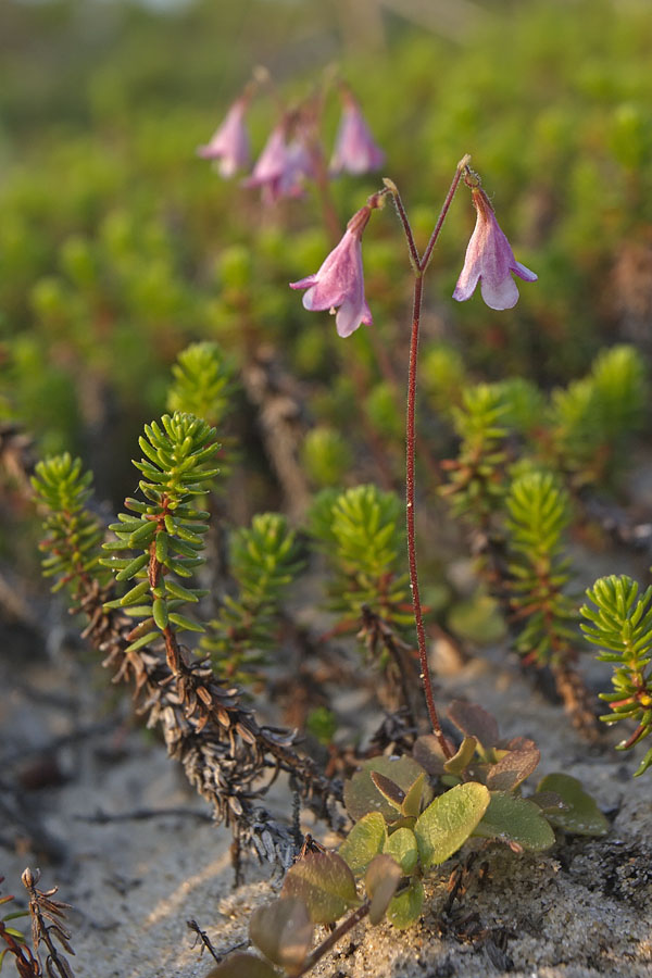 Image of Linnaea borealis specimen.