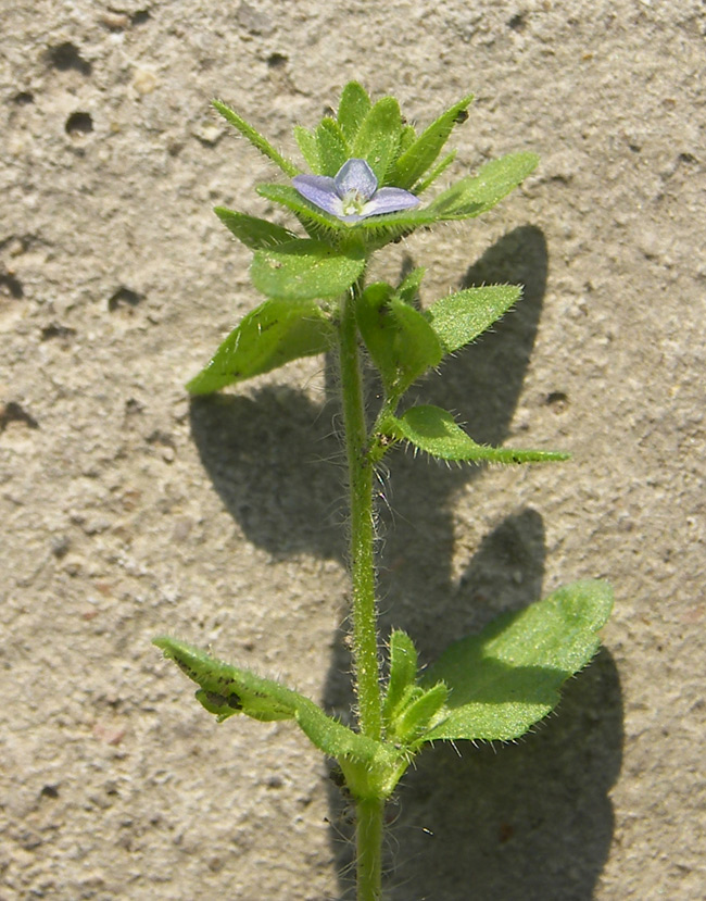 Image of Veronica arvensis specimen.