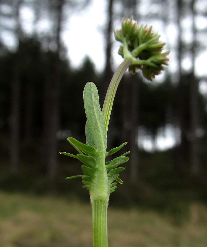 Изображение особи Valeriana dioica.