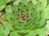 Sempervivum tectorum. Розетка листьев. Московская обл., Раменский р-н, окр. дер. Хрипань, дачный участок. 02.09.2004.